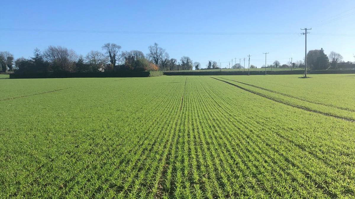autumn feed field 02