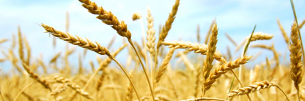 Agriculture